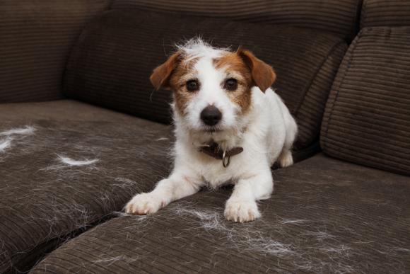 Dog shedding on couch